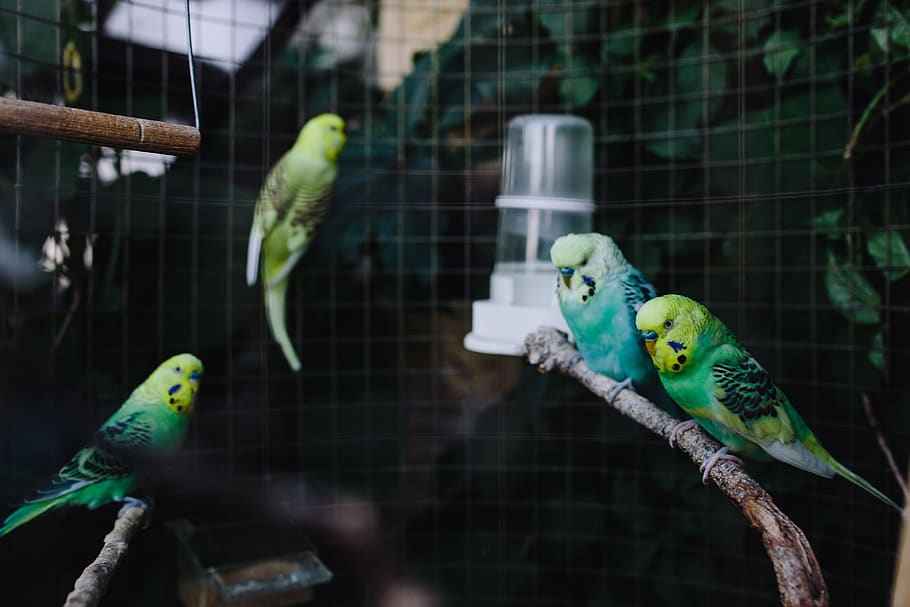 pet, animal, sweet, bird, colorful, cage, domestic, parrot, budgie, Cute
