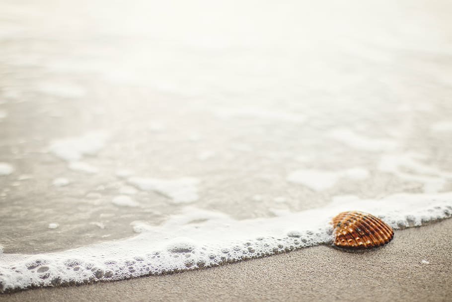 brown, seashell, seashore, seaside, sea shell, beach, sand, shore, ocean, sea