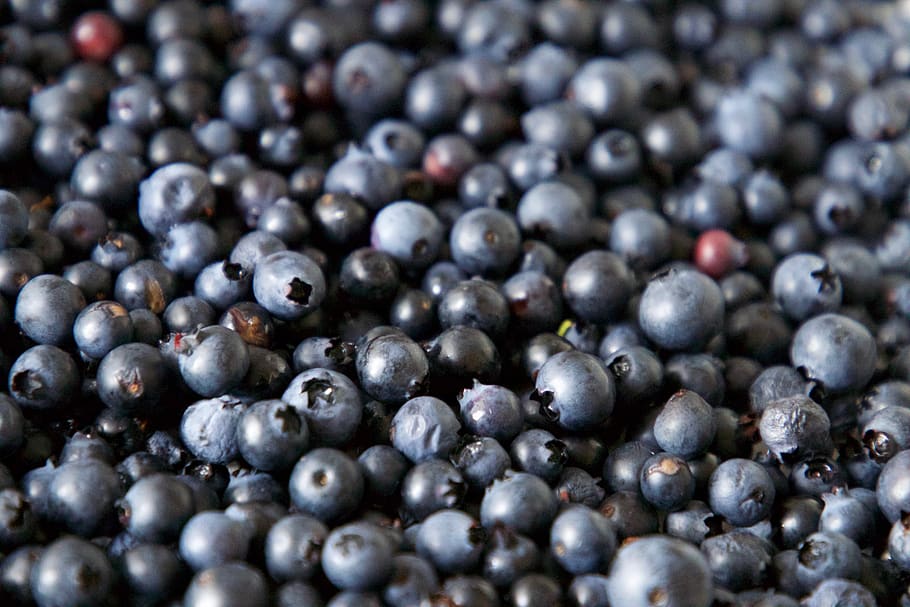 blueberry, latar belakang, makanan, beri, segar, biru, buah, organik, sehat, makan