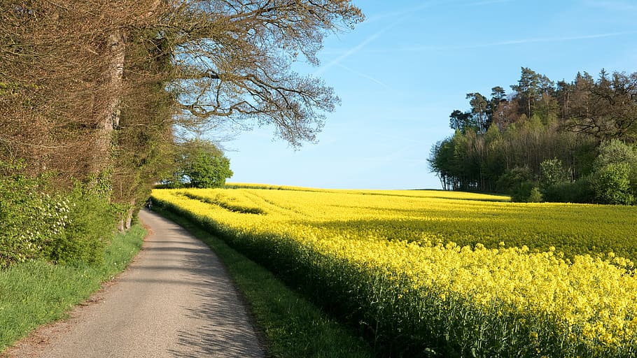 yellow, petaled flower field, blue, sky, daytime, landscape, oilseed rape, field, field of rapeseeds, road