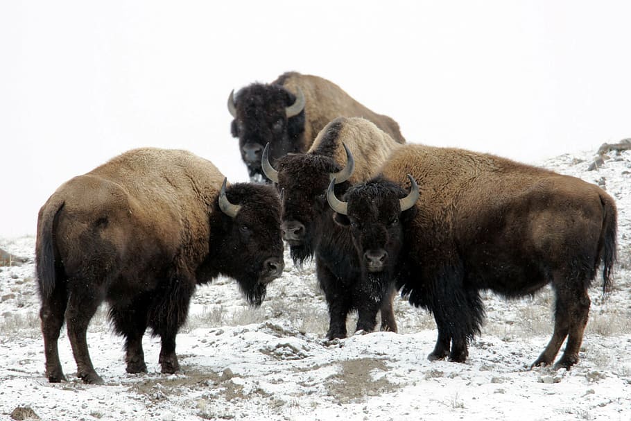 quatro, bisontes americanos em preto e marrom, neve, bisonte, búfalo, inverno, frio, vento, americano, mamífero