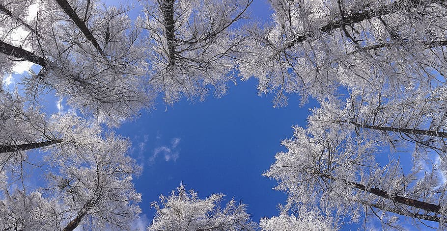 worm-view, white, leafed, trees, tree, crown, winter, sky, horizon, aesthetic