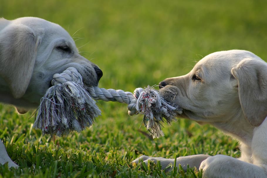 two, puppies, pulling, rope, green, grass field, Puppy, Tug-O-War, Lab, dog