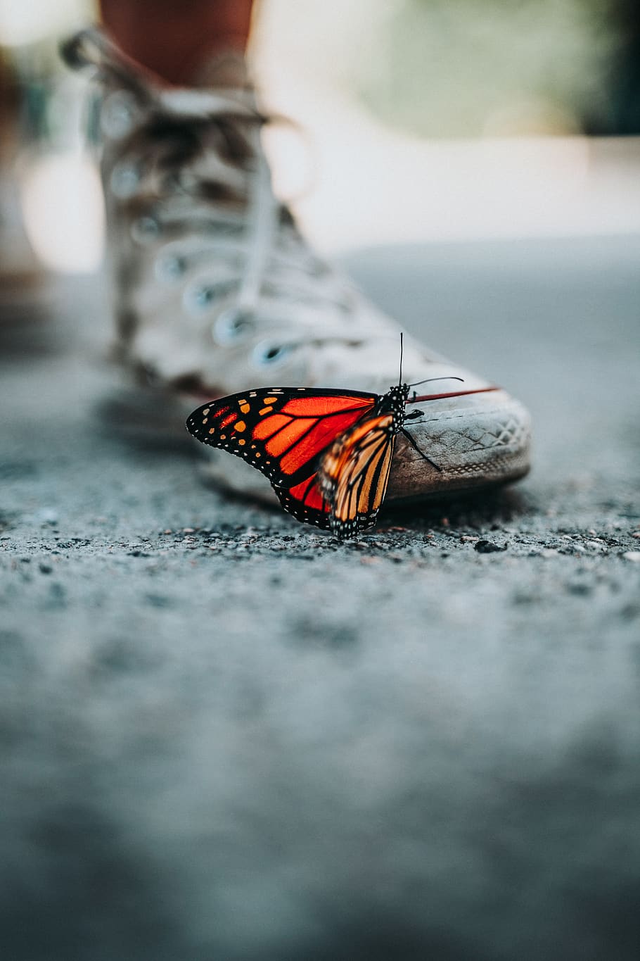 butterfly, insect, animal, street, blur, shoe, sneakers, one animal, animal wing, animal wildlife