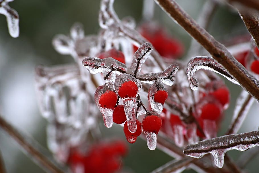 nature, winter, berry, hawthorn, fruit, cold temperature, berry fruit, healthy eating, focus on foreground, food
