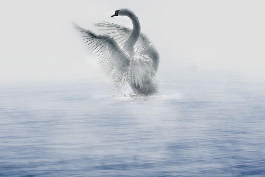 swan, water, river, foggy, wings, feather, lake, morning, deep water, swim