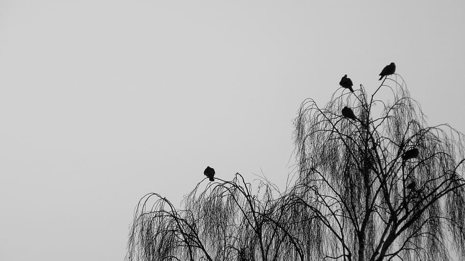 pájaro, naturaleza, cielo, silueta, árbol, muerte, luto, condolencias, otoño, decadencia