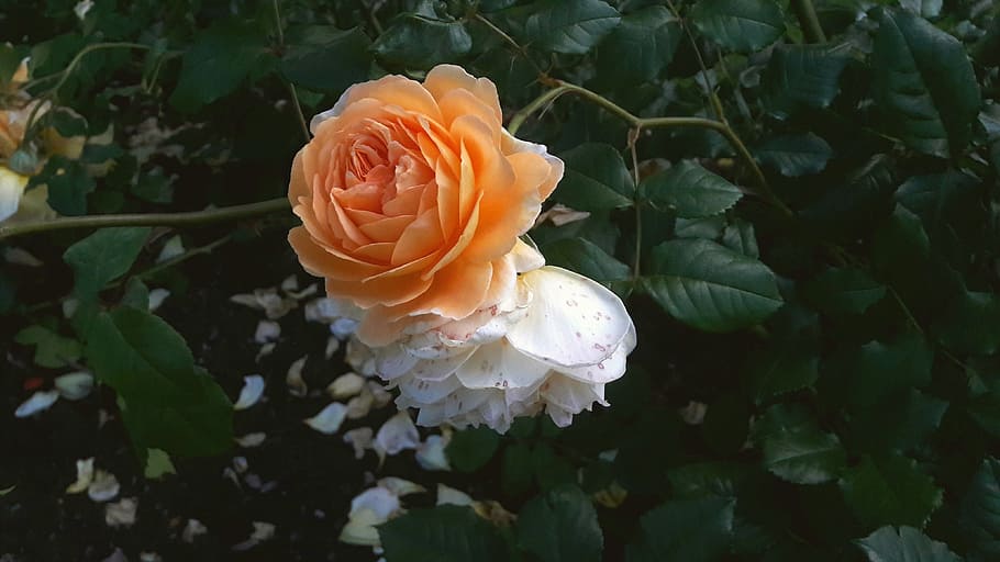 ros, apricot, apricot rose, apricot roses, överblommad, flowering, beautiful, flowers, gorgeous roses, flower