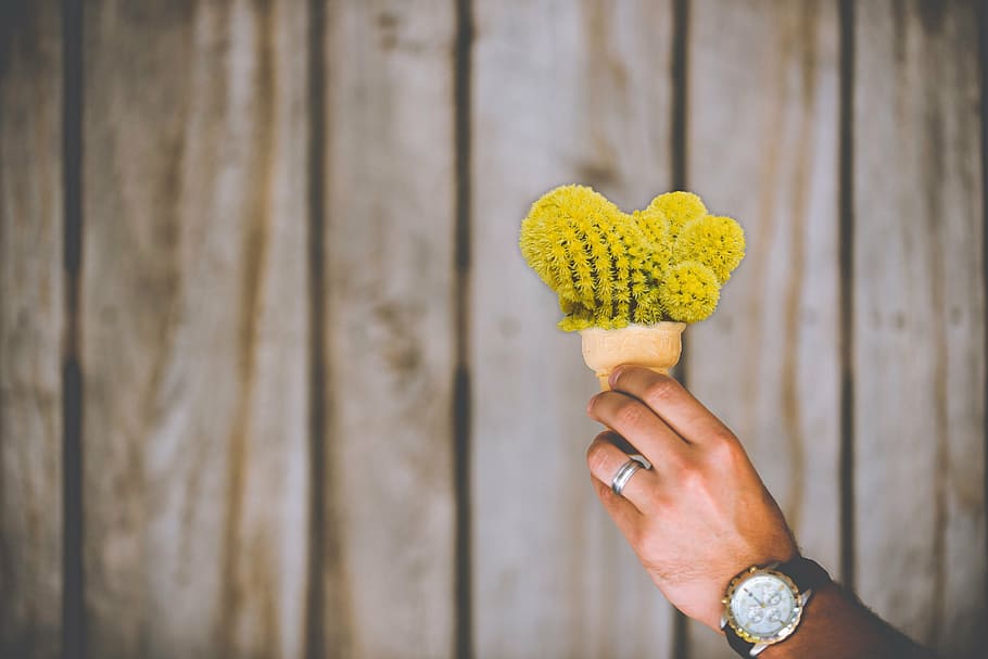 person holding flower, cactus, ice cream cone, cone, prickly, tines, hurt, hurtful, man, hand