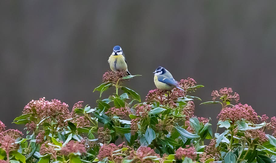tit azul, tit de alimentação, tit, pequeno pássaro, pássaro do jardim, jardim, forrageamento, plumagem, alimentação, pena