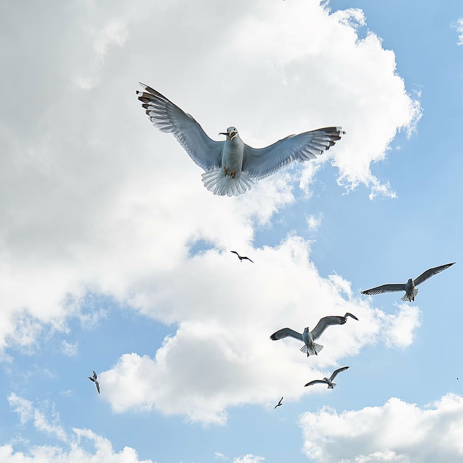seagull, bird, fly, v, nature, clouds, peace, landscape, sky, animal