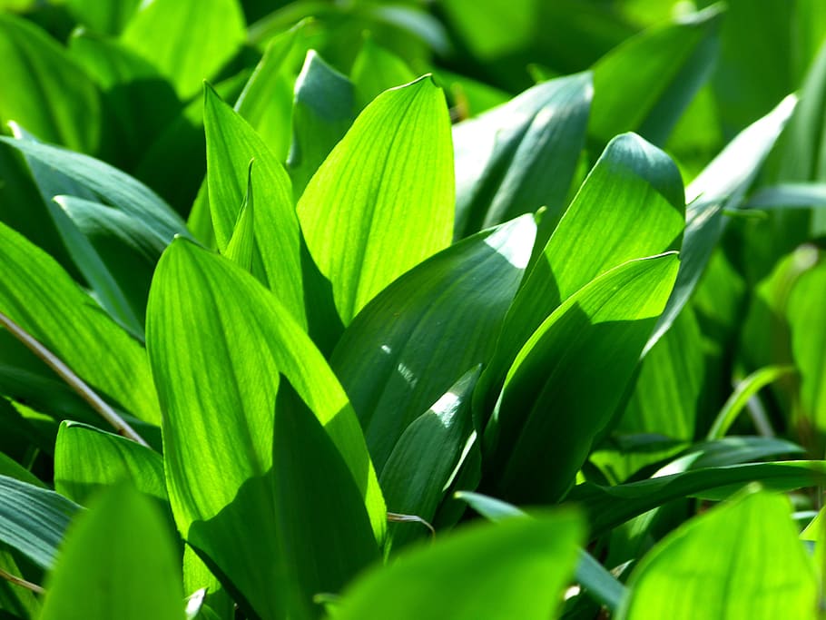 green leafed plant, bear's garlic, allium ursinum, garlic spinach, wild garlic, plant, forest, food plant, naturopathy, kitchen herb