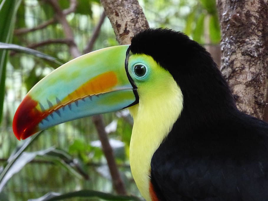 primer plano, foto, negro, amarillo, tucán, américa central, costa rica, colorido, pájaro tropical, pájaro
