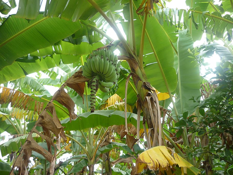 pisang, hijau, tanaman, daun, buah, tropis, semak pisang, makanan, pertumbuhan, pohon pisang