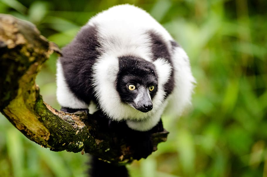 Black, white, Ruffed Lemur, ruffed, lemur, animal themes, animal, one animal, mammal, animal wildlife
