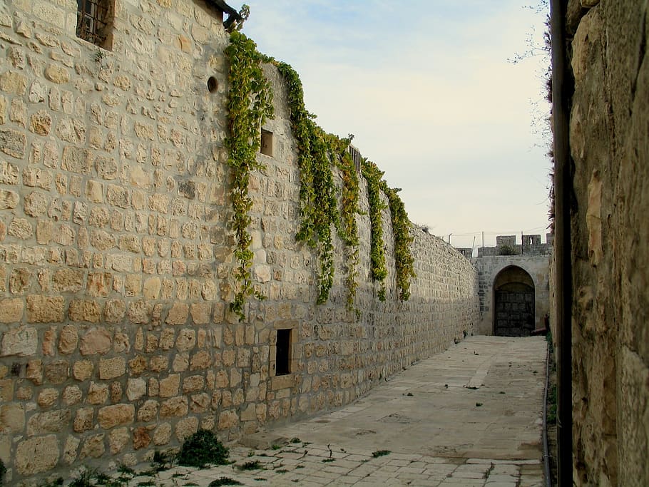 krem, dinding bata, hijau, tanaman merambat, jerusalem, dinding, tua, arsitektur, historis, yahudi