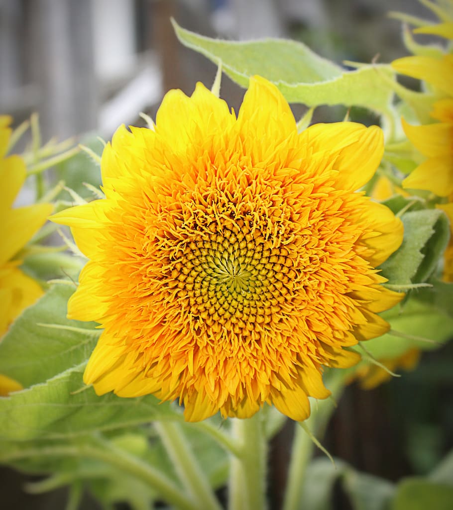 yellow, sunflower, flower, summer, flora, garden, teddybear sunflower, blossom, petals, botanical
