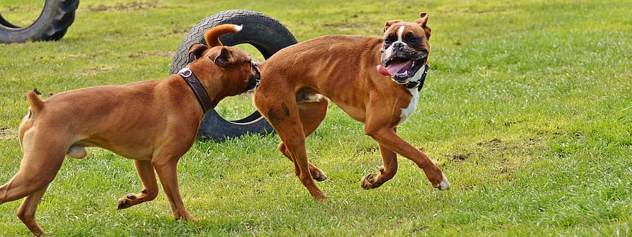 Boxer Dogs, Good, perros, good aiderbichl, santuario, bienestar animal, animales, aficionado a los animales, jugar, retozar