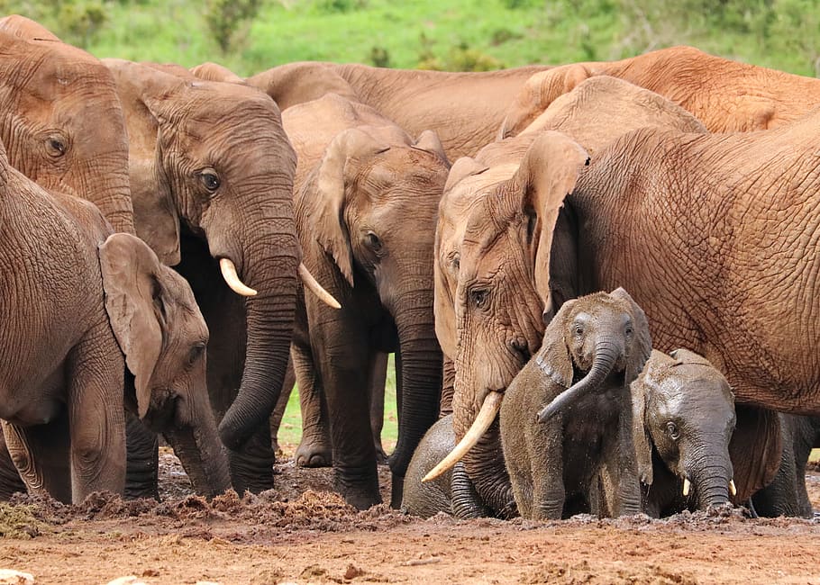 elephant, herd of elephants, water hole, africa, wildlife, ivory, baby elephant, safari, nature, animals