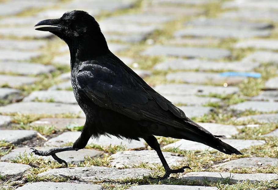 black, crow, walking, concrete, floor, raven bird, raven, nature, bill, carrion crows