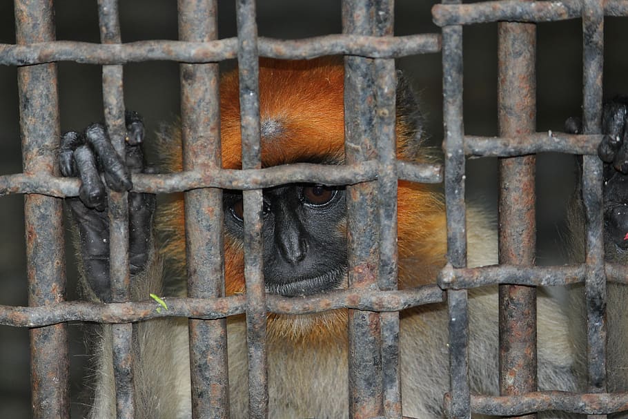 fence, cage, jail, iron, old, animal, mammal, monkey, primate, animals in captivity