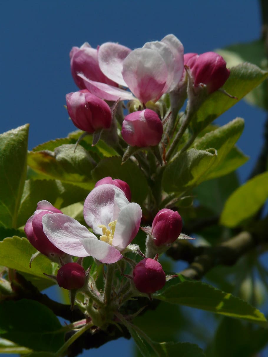 apple blossom, apple tree, blossom, bloom, pink, tree, branch, spring, beautiful, flower