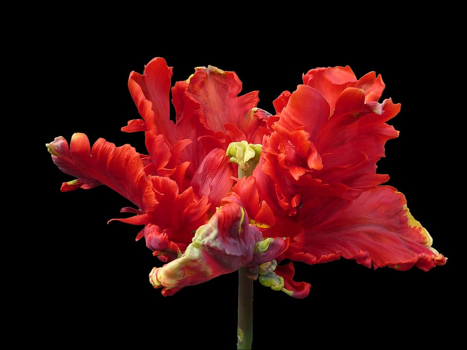 red petaled flower, flower, parrot tulip, red, rococo, studio shot, flowering plant, fragility, freshness, black background