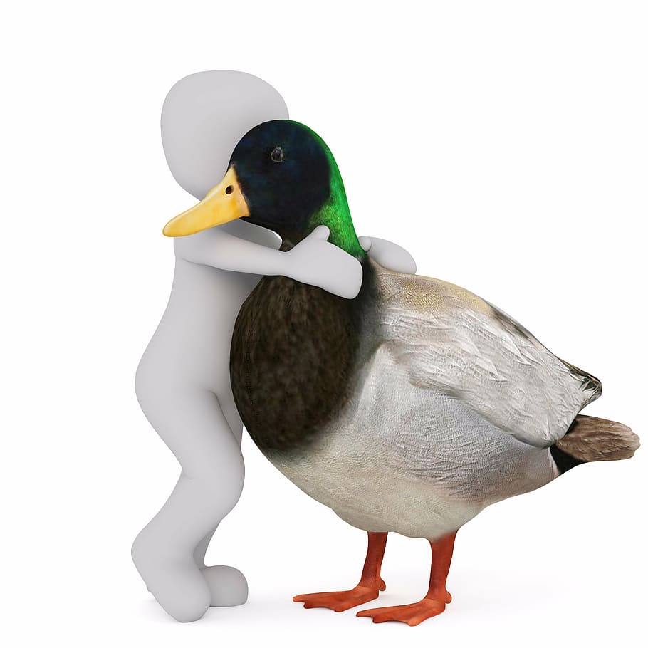 male, mallard duck, hugged, white, child vector, males, 3d model, isolated, 3d, model