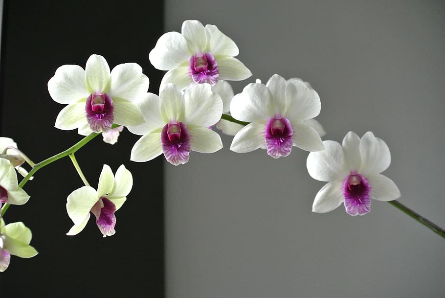 orquídea, flor, hermoso puerto, planta floreciendo, planta, frescura, vulnerabilidad, fragilidad, belleza en la naturaleza, pétalo