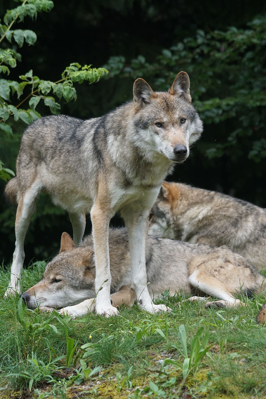 wolf, standing, green, grass field, daytime, predator, leitwolf, alpha dog, dominant, survive