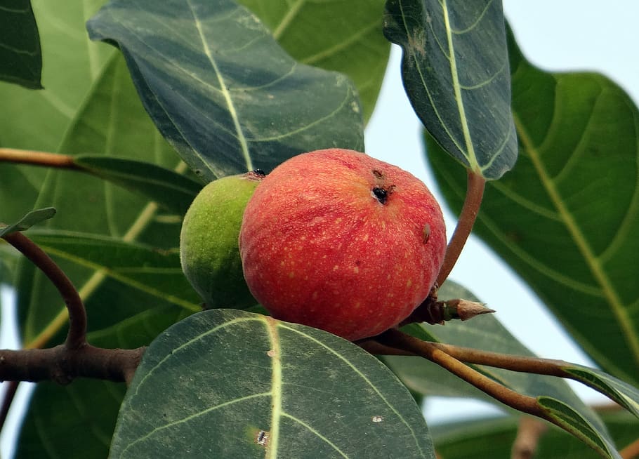 fig, wild, red, ripe, green, ficus, leaves, tree, flora, india