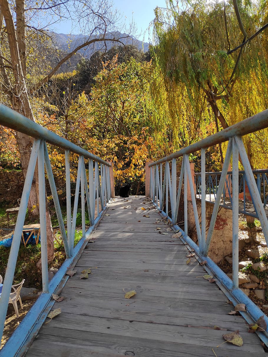 away, path, bridge, autumn, morocco, tree, direction, connection, the way forward, plant