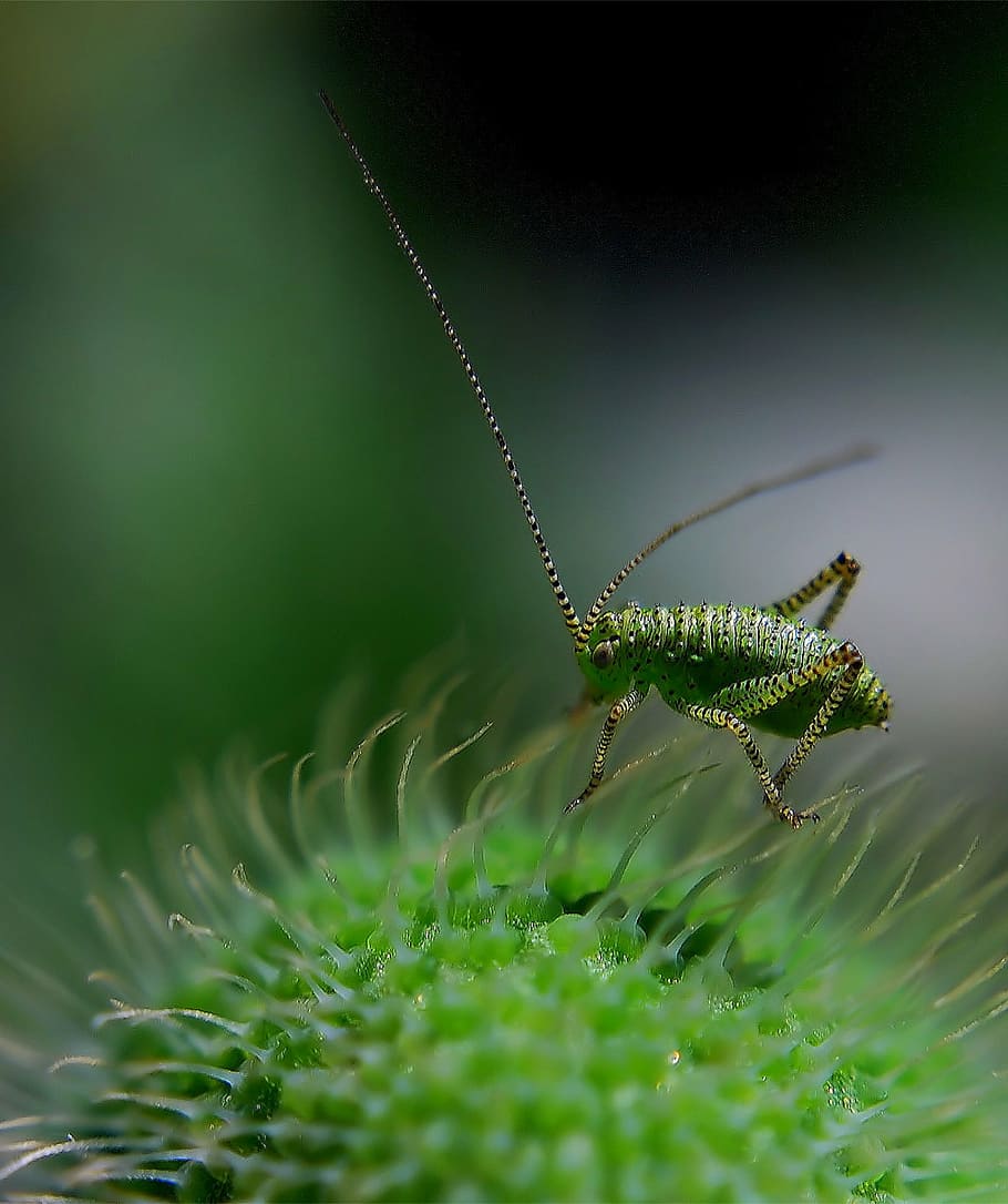 verde, críquete, fotografia de close-up, inseto delicado, gafanhoto, inseto, pontilhado, macro, inseto delicado pontilhado, leptophyes punctatissima