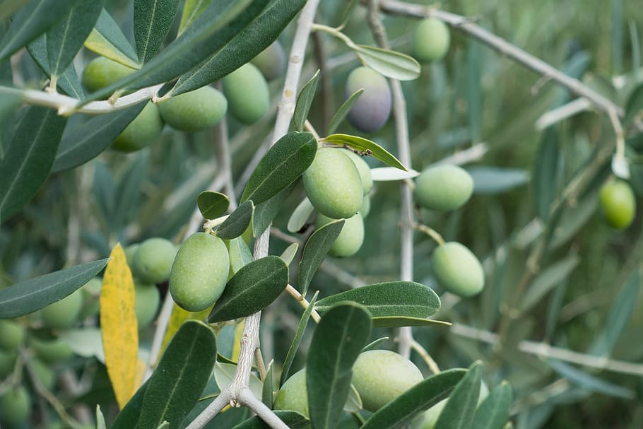 brunch, green, Olive Tree, Fruit, Nature, Plant, olive, olive branch, tree, branch