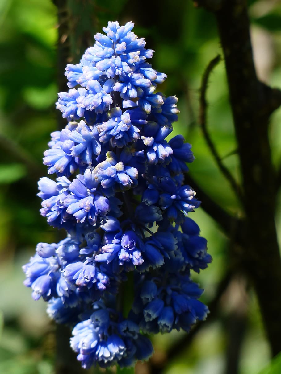 hyacinth, muscari armeniacum, blossom, bloom, flower, blue, ornamental plant, garden plant, muscari botryoides, asparagus plant