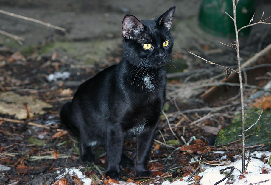 kucing hitam berbulu pendek, kucing, domestik, hitam peliharaan, tersesat, luar, muda, anak kucing, kuning, mata