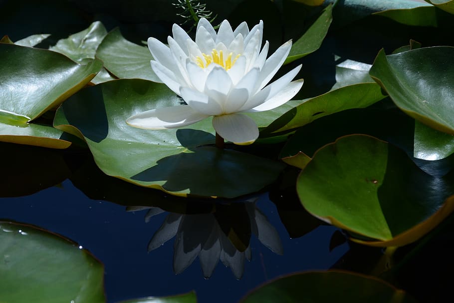 water lily snow-white, white, water, swim, nature, blue, outdoor, flower, flowering plant, plant