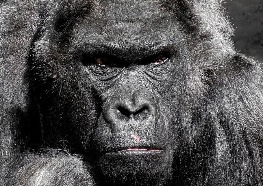 black gorilla, gorilla, monkey, ape, zoo, silverback, grim, watch, trouble, boss