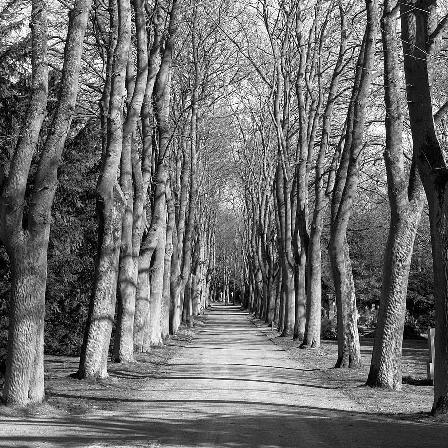 Away Avenue Cemetery Black And White, Black And White Forest Landscape