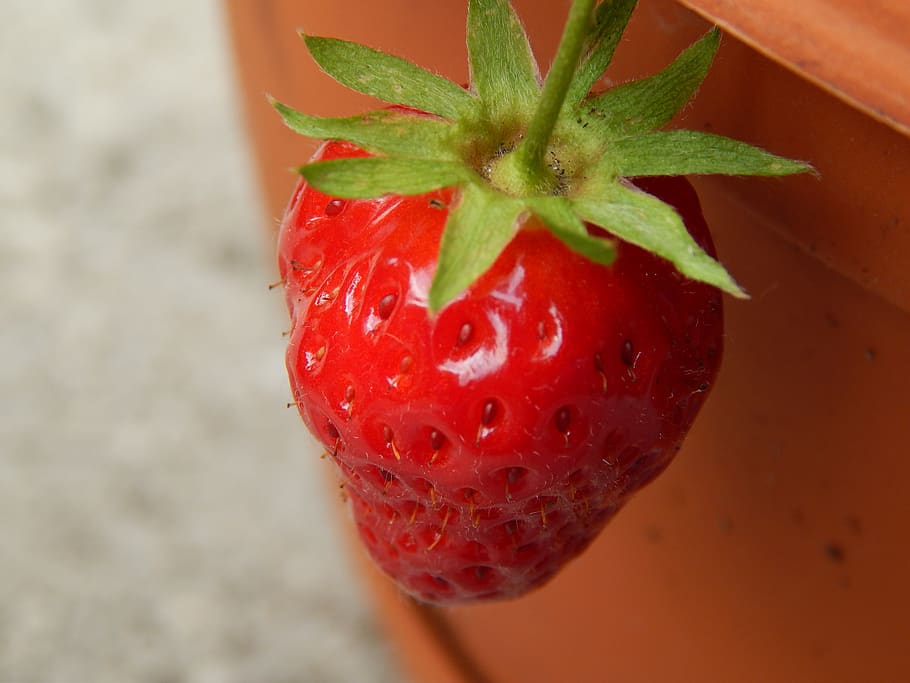 strawberry, sweet, red, fetus, garden, macro, food, plant, strawberries, peace
