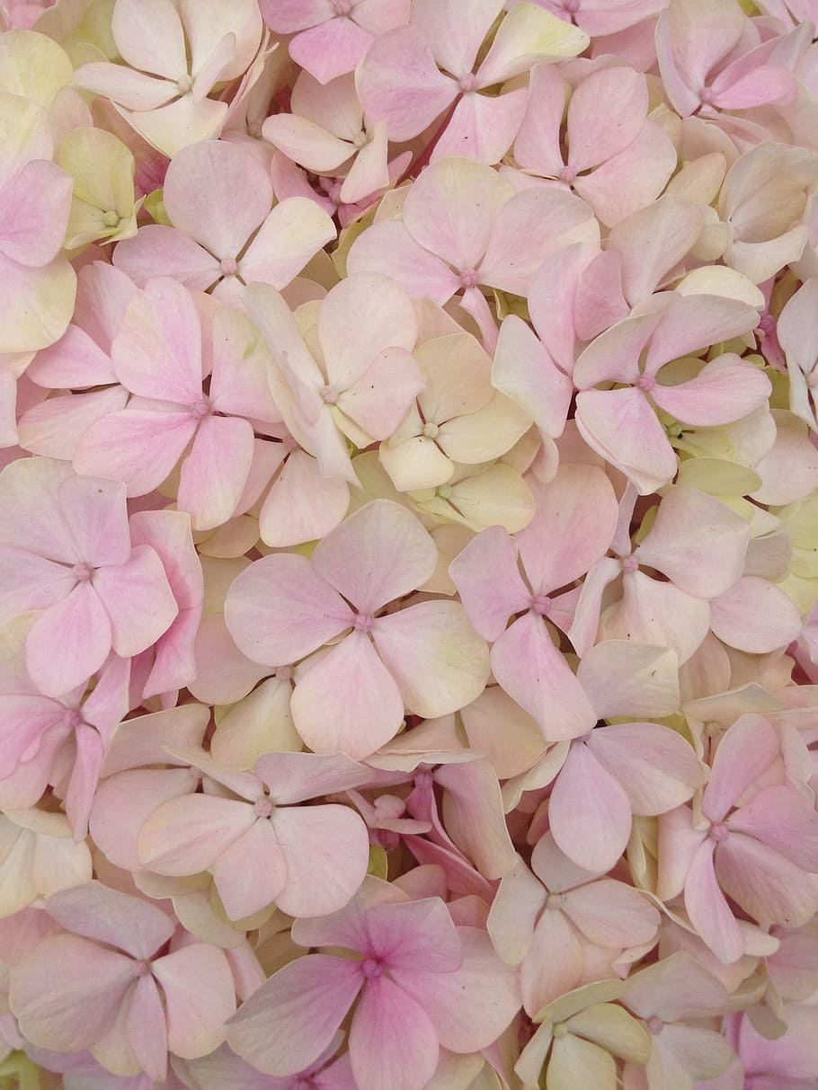花 テクスチャ アジサイ ピンク 花びら ピンク色 鮮度 もろさ 脆弱性 開花植物 Pxfuel