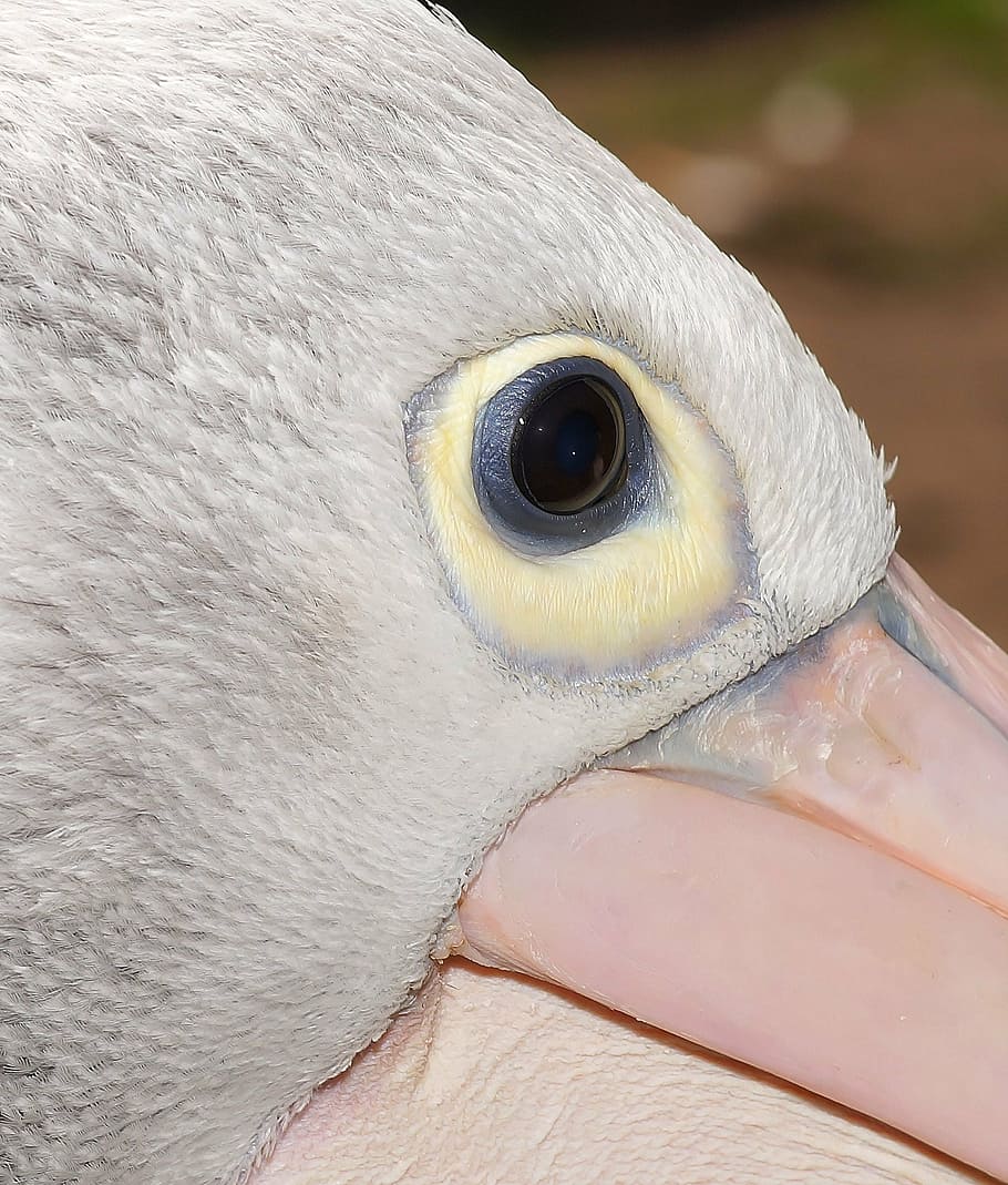 pelikan, head, portrait, eye, close, bill, white, bird, animal, wildlife