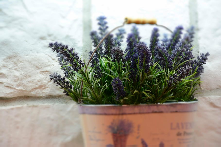 lavender, mediteran, lavandula, herb, wellness, spa, nature, plant, decoration, flower