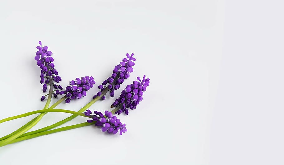 lavender, white, surface, grape-hyacinth, purple, spring, hyacinth, muscari, three, pointed flower