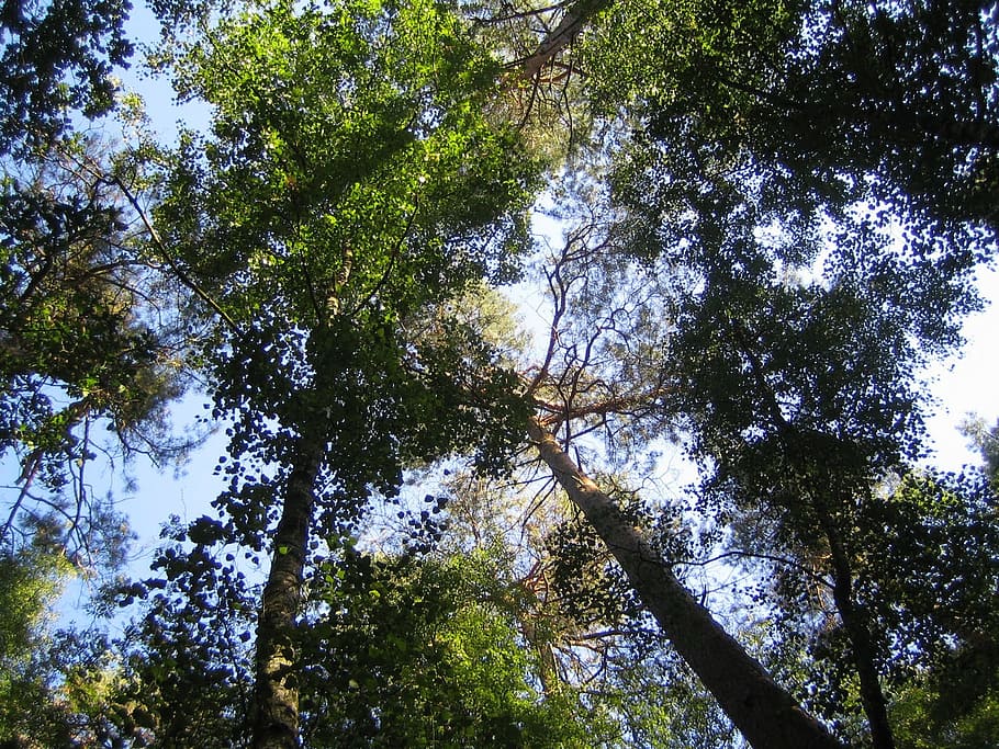 Copas de los árboles, sendero natural, bosque, naturaleza, árbol, vista de ángulo bajo, belleza en la naturaleza, día, planta, crecimiento