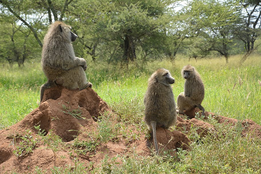 ape, africa, serengeti, national park, serengeti park, tanzania, wildlife reserve, animal, animal wildlife, animals in the wild