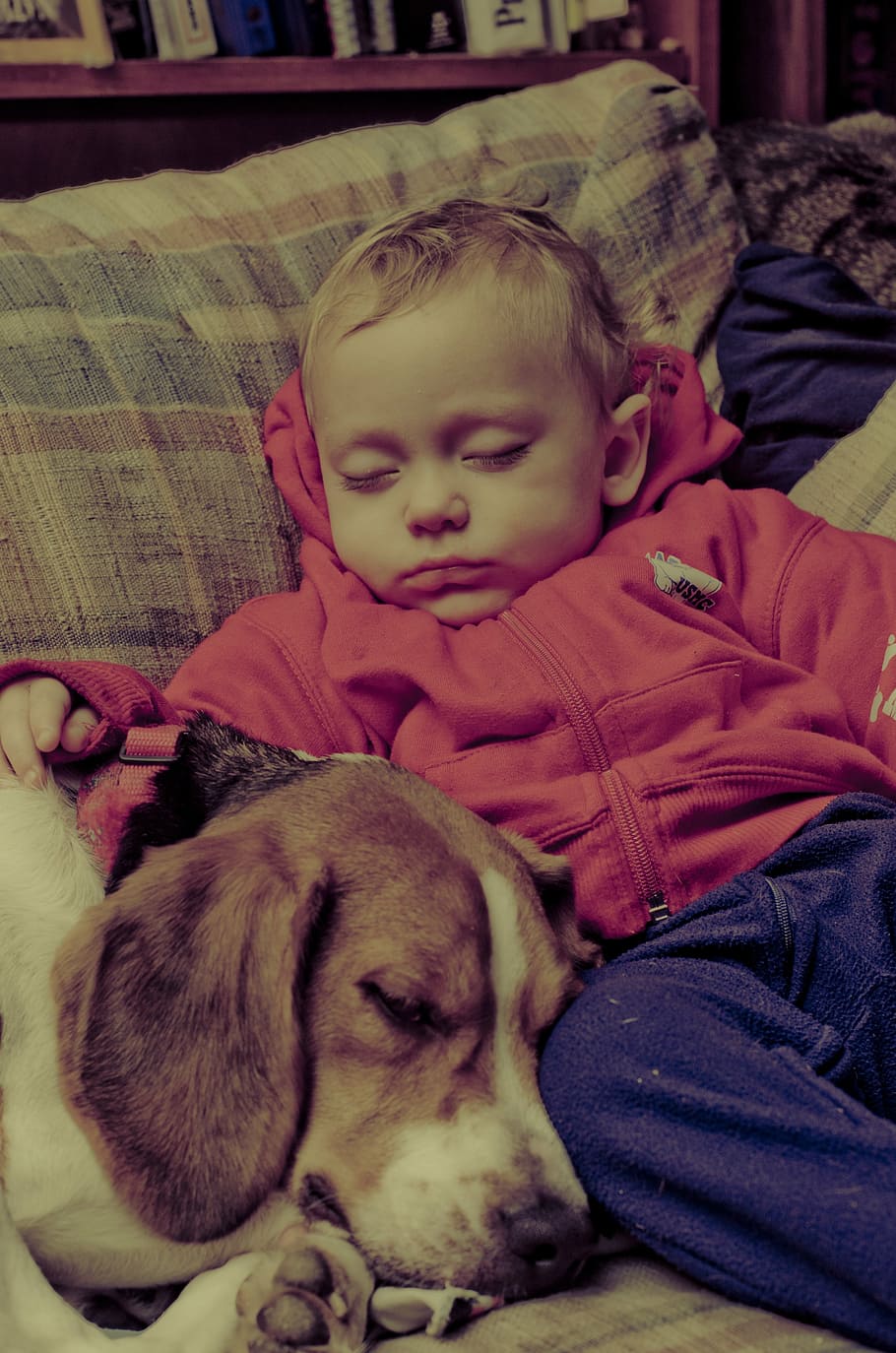 baby, sleeping, dog, inside, room, beagle, couch, pet, animal, cute