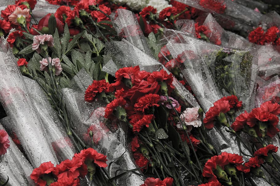red petaled flowers, victory day, carnation, flowers, red, blood, death, victory, plant, flower