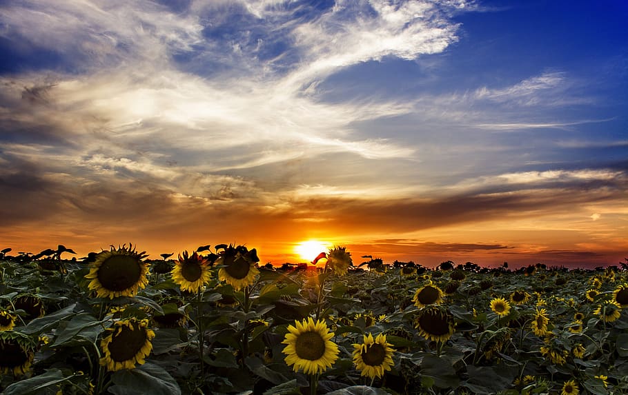 sunflower field, sundown, hungary, sky, plant, cloud - sky, beauty in nature, flower, sunset, flowering plant