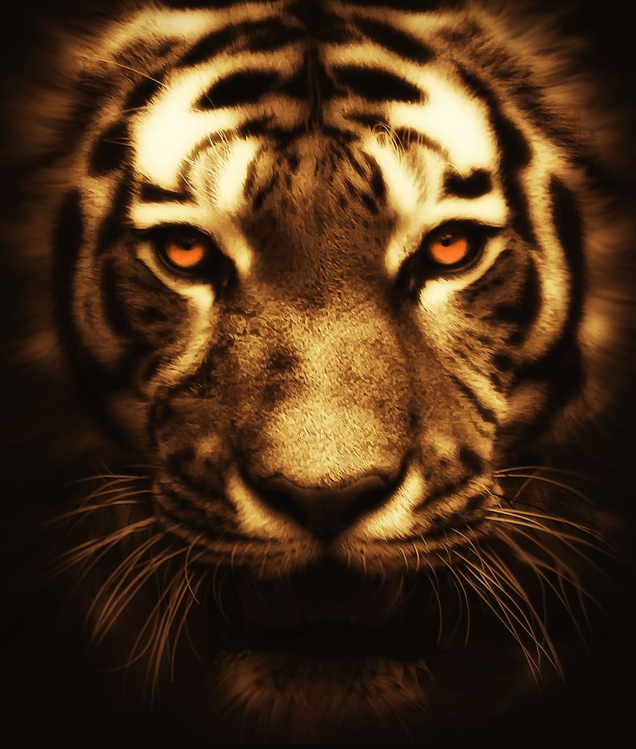 fotografia de retrato, tigre, gato, animal, animais selvagens, selvagem, natureza, mamífero, jardim zoológico, cabeça